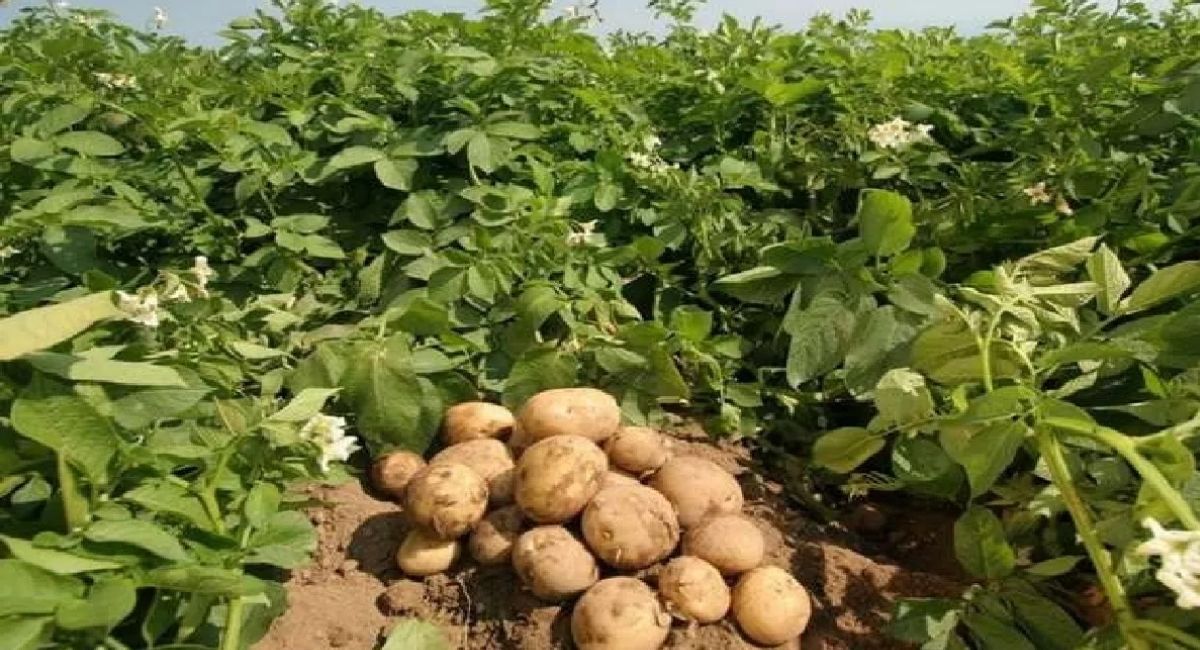 up farmers get 800 subsidy on potato seeds free onion garlic seeds soon