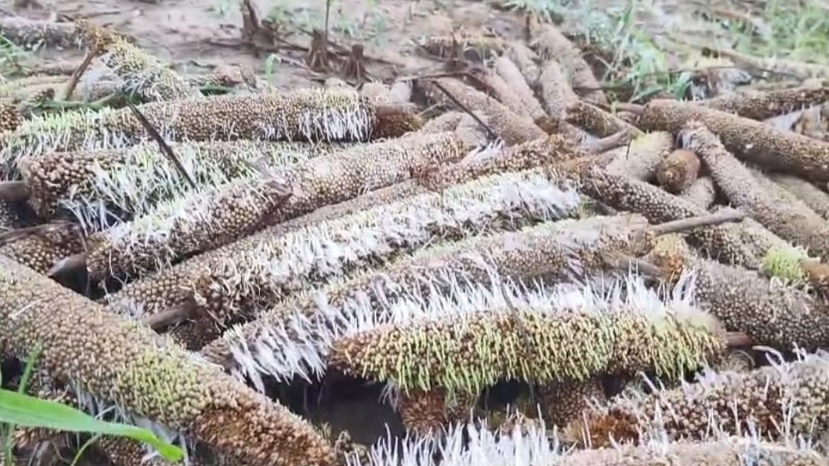 montha storm devastates ghazipur farms farmers face crisis