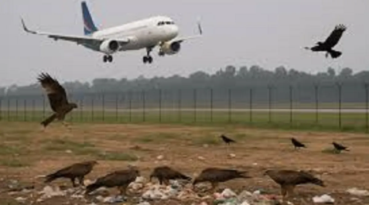 चंडीगढ़ एयरपोर्ट पर पक्षियों की उड़ान एक बड़ी चुनौती, समाधान के लिए बनेगी कमेटी, सुरक्षा और स्वच्छता का रखेगी ध्यान