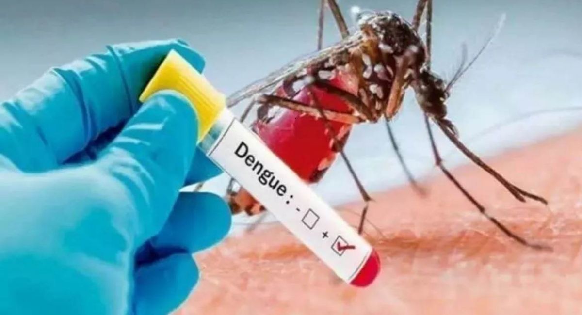 dengue cases in haldwani 20 positive cases reported at sth hospital