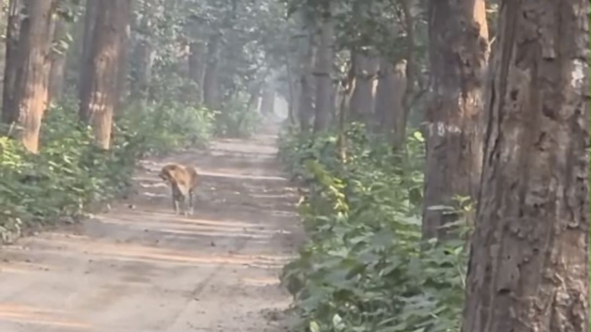 tiger attack on safari vehicle in pilibhit tiger reserve