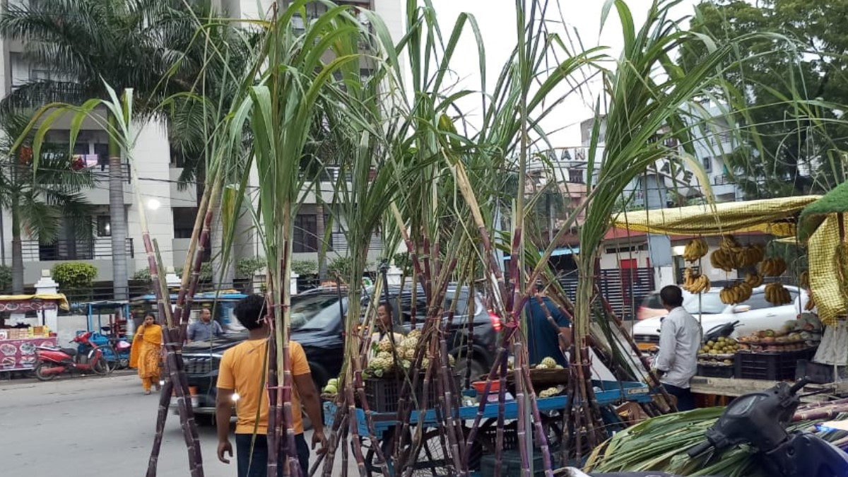 in purvanchal the tradition of praying and warding off poverty with sugarcane on devuthani ekadashi