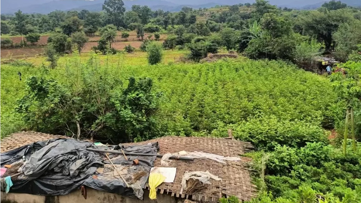 illegal cannabis crop worth rs 20 crore seized in udaipur