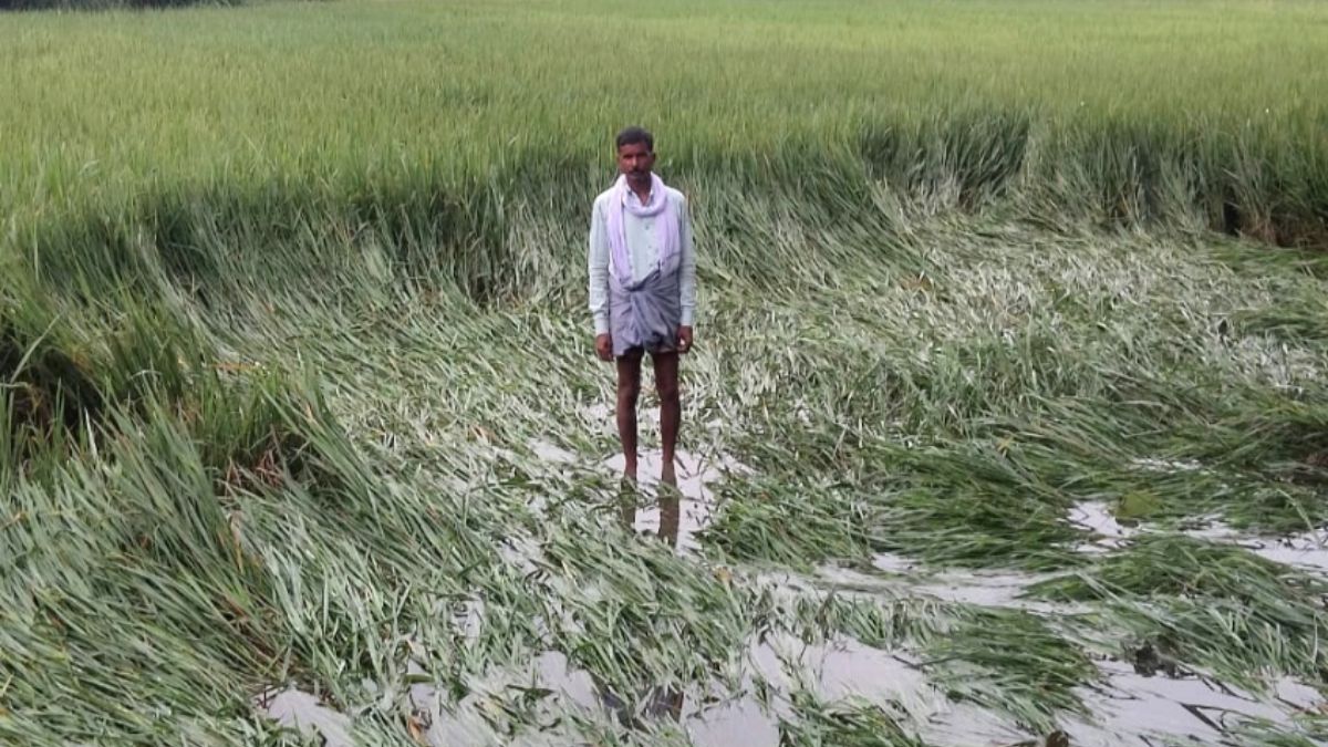 cyclone montha damages crops in narkatiaganj farmers face heavy losses
