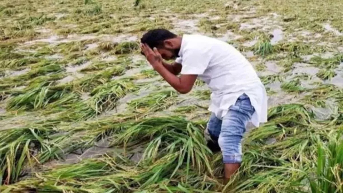 heavy rains in purvanchal have caused extensive damage to vegetable crops including peas mustard and potatoes