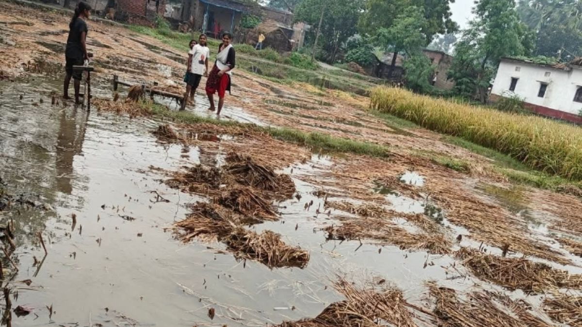 crop damage in madhaura due to unseasonal rain and storm