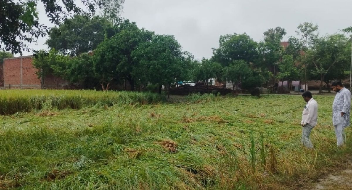 basti rain unseasonal rain lashes basti farmers face crop damage