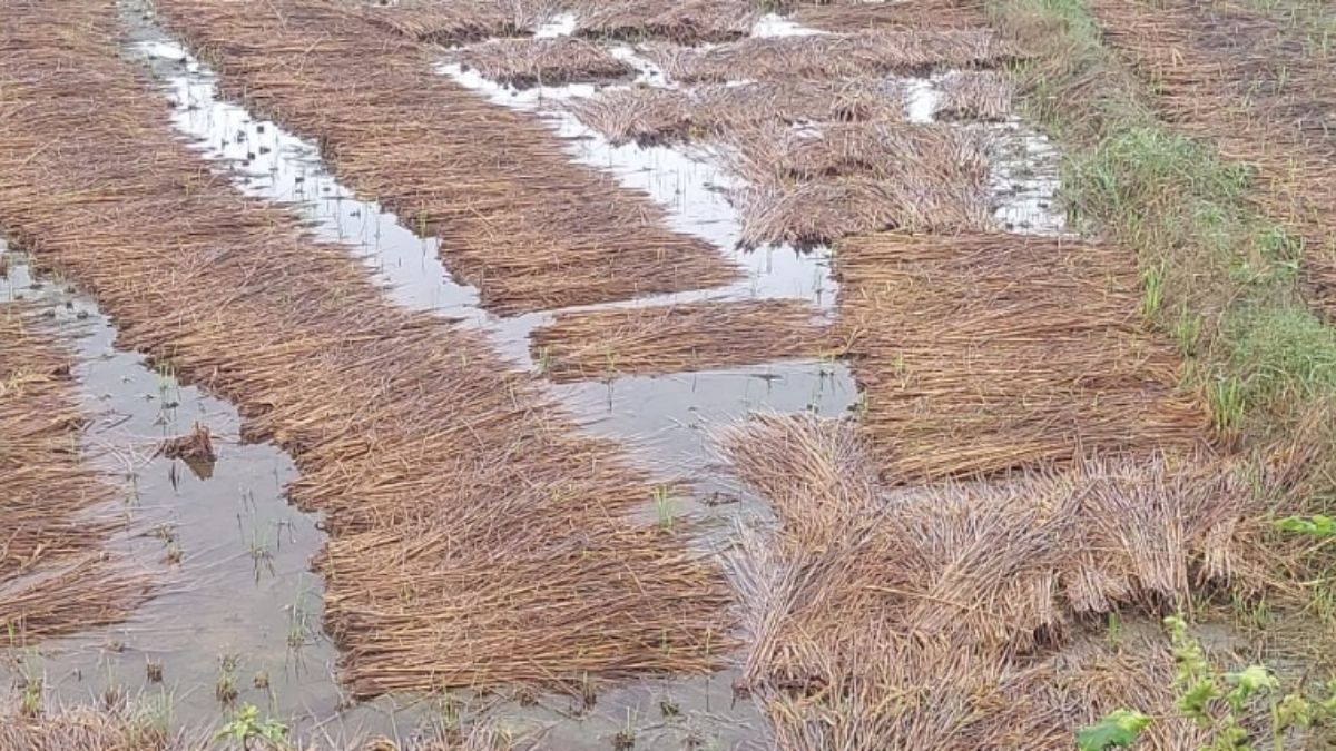 crop damage from montha storm file insurance claim in varanasi