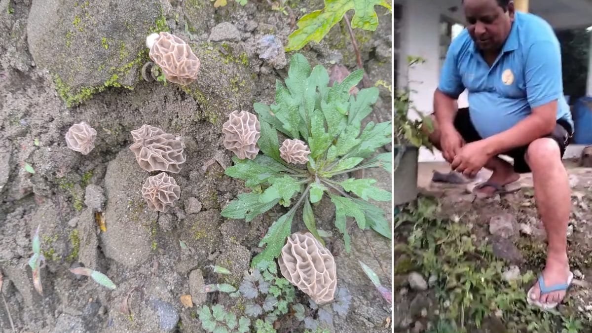 rare morel mushroom found in hamirpur himachal pradesh