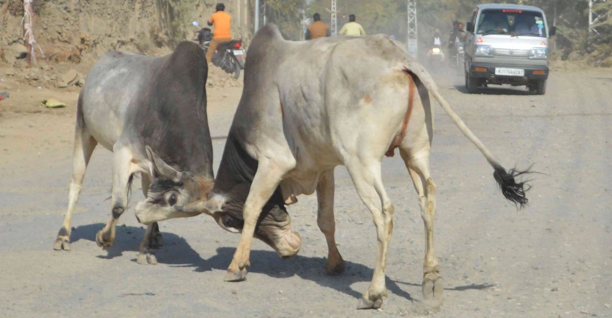 kanpur news young man killed in bull attack while going field