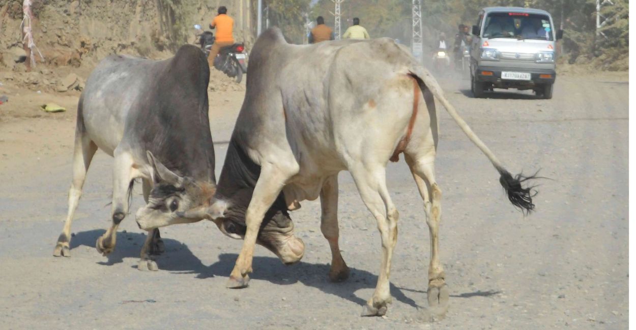 kanpur news young man killed in bull attack while going field