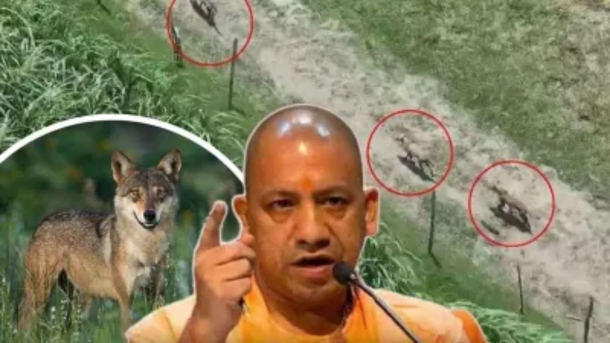 operation bhediya forest department gun downed maneater wolf in bahraich during aerial survey of cm yogi adityanath