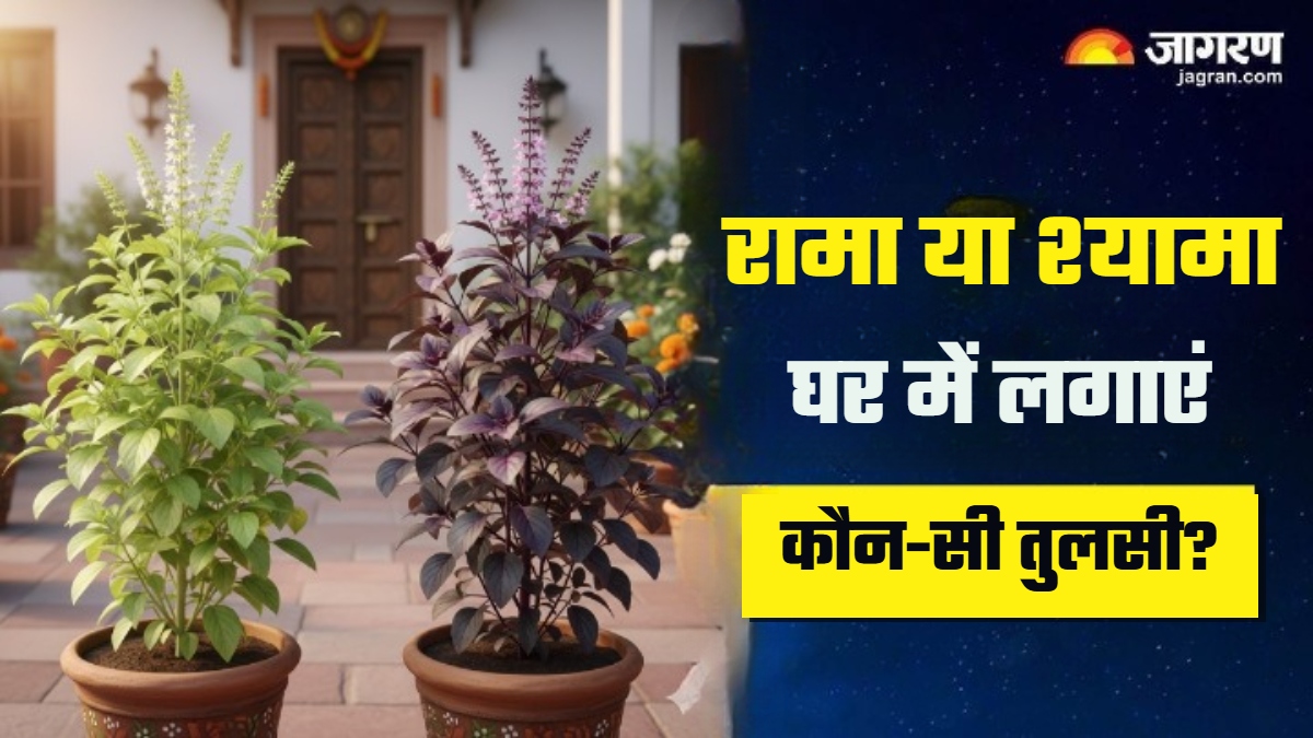 tulsi ke niyam rama or shyama which tulsi is auspicious for your home
