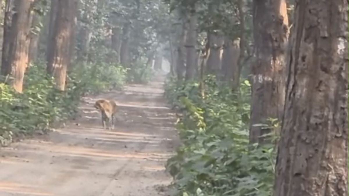 tiger attack on safari vehicle in pilibhit tiger reserve