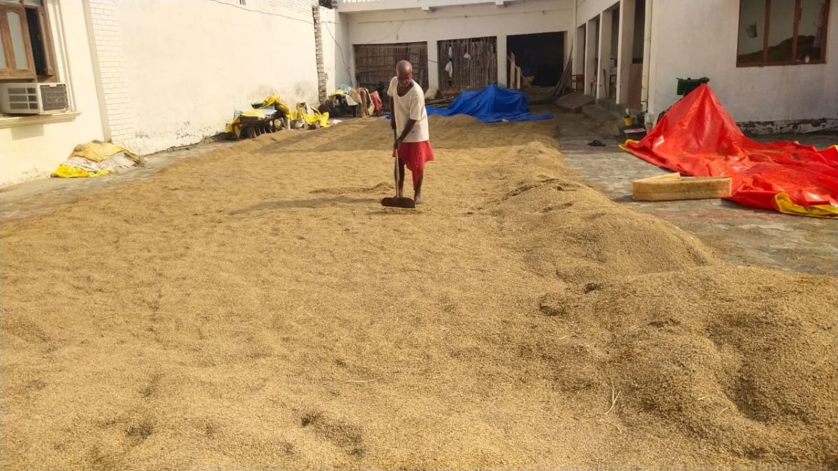 farmers resume work as rain stops in gonda crop drying efforts