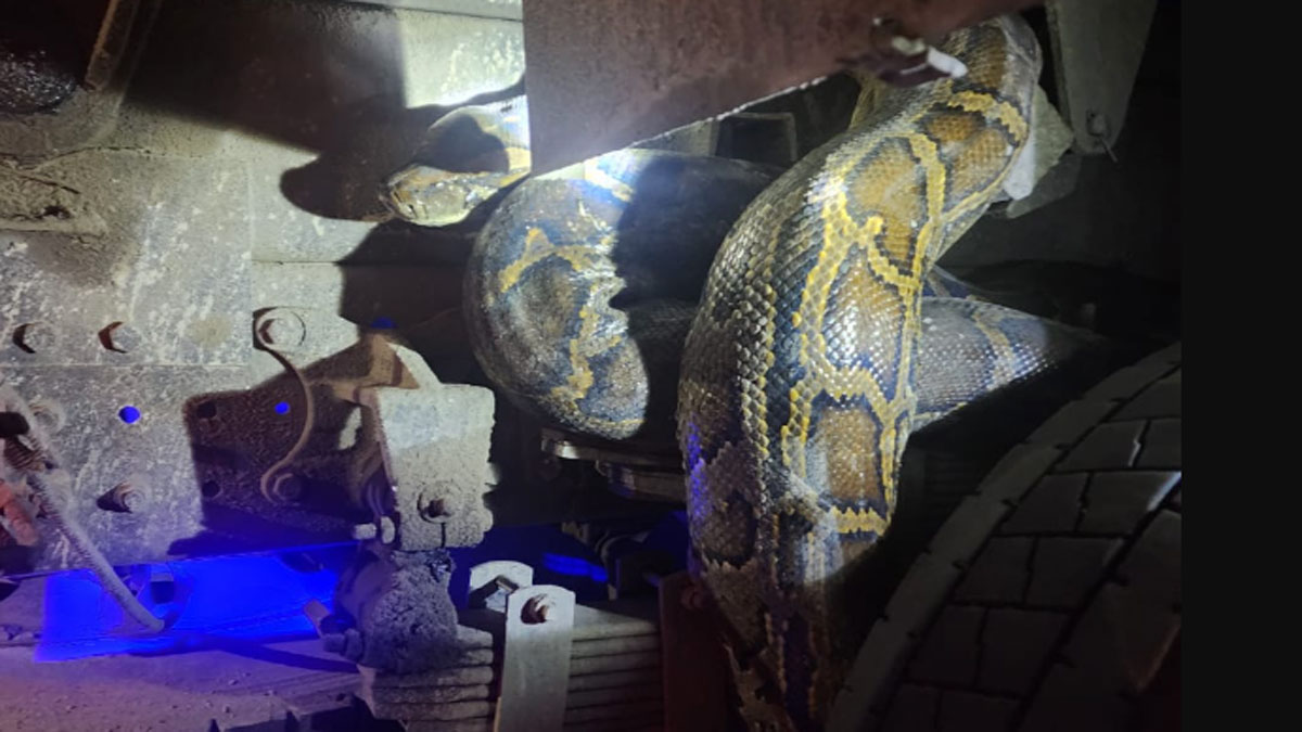 python climbs onto dumper tire traffic halt on highway onlookers are astonished