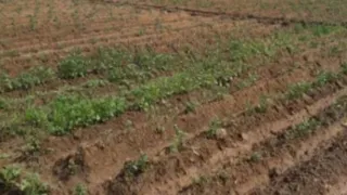 जंगली पशुओं के आतंक से आलू की खेती छोड़ रहे किसान