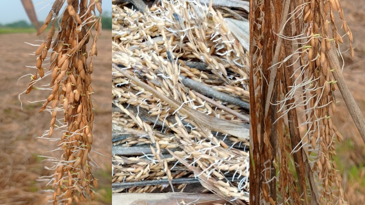 cyclone wreaks havoc on farmers hard work in purvanchal paddy sprouts in the farm