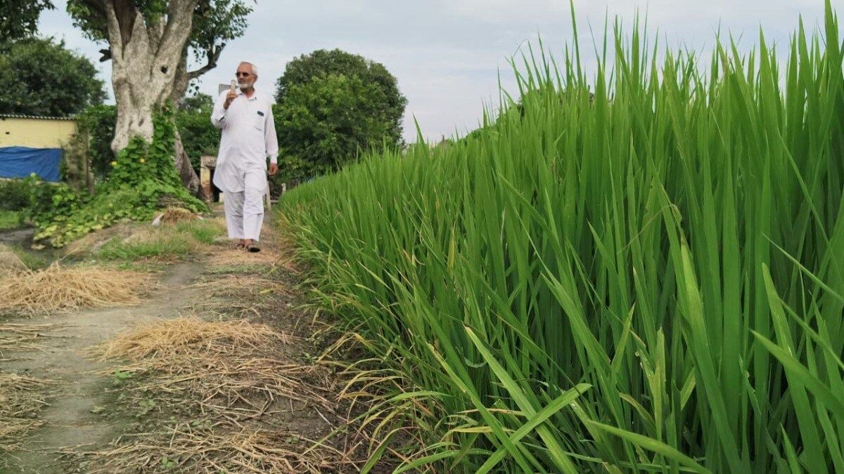 wheat seed shortage at haryana seed development corporation center