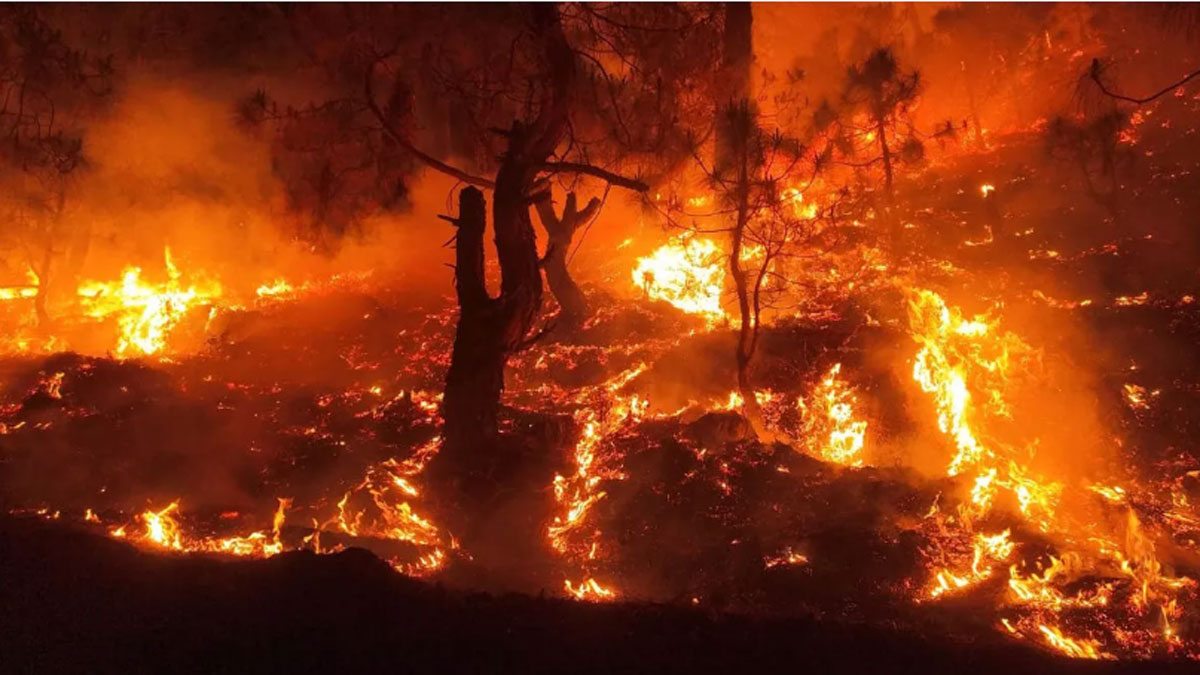 sheetlakhet model will be seen on the big screen true story of the fight against forest fire