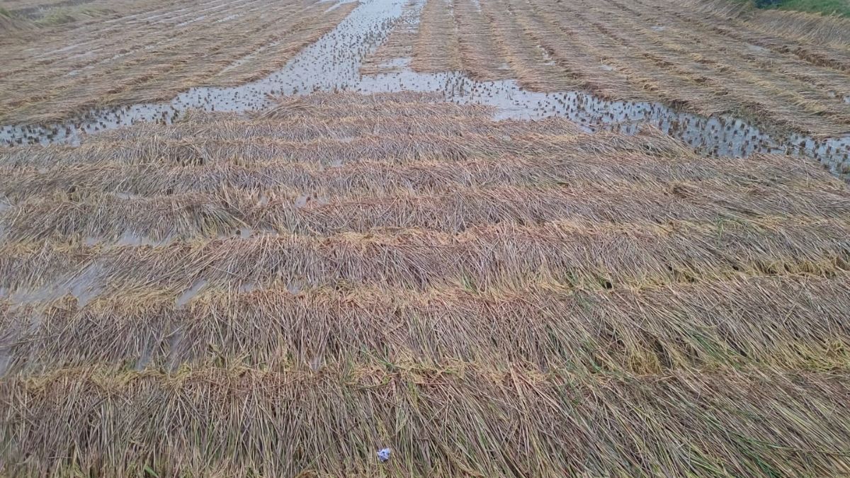 godda weather update crop damage and relief after cyclone