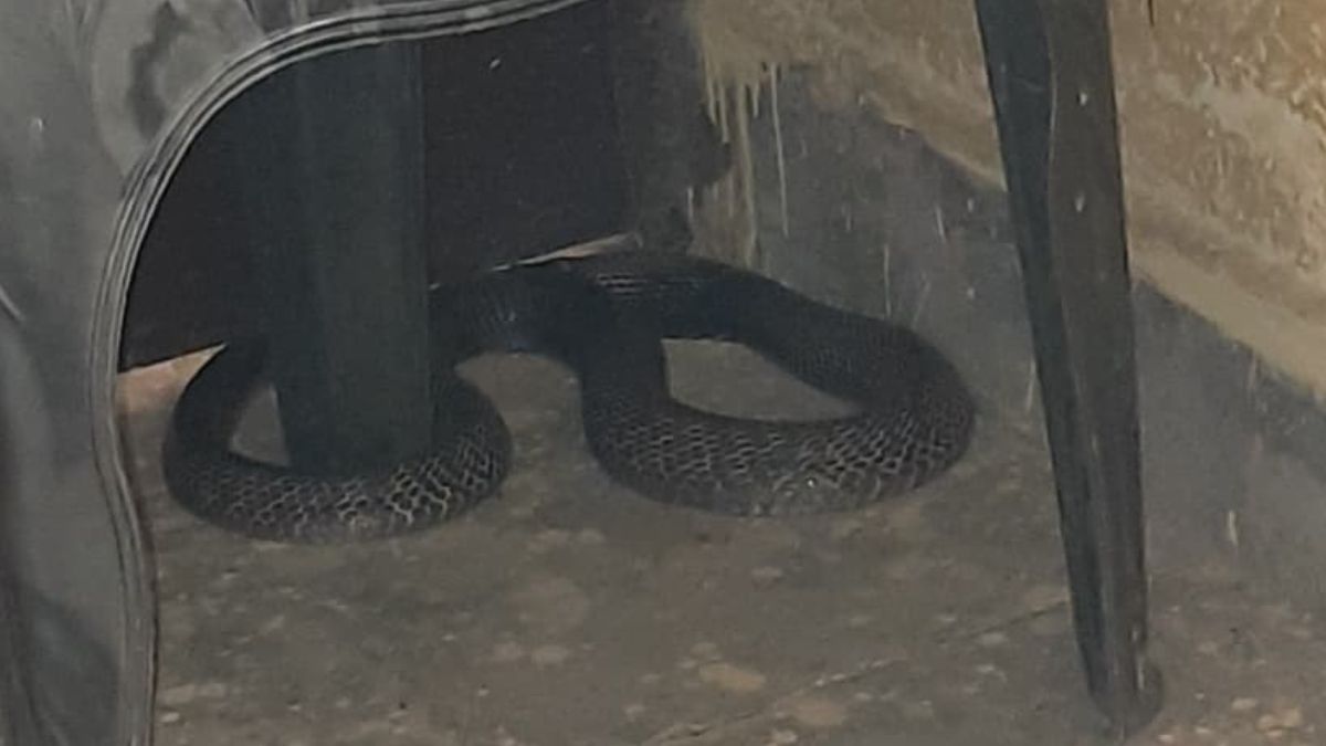 cobra found under chair at health camp in uttar pradesh phc