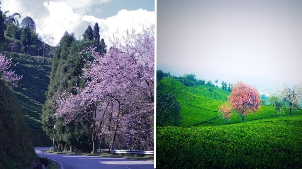 sikkim travel guide budgetfriendly itinerary for a magical trip