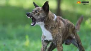 stray dog attack in sonipat three injured including two children