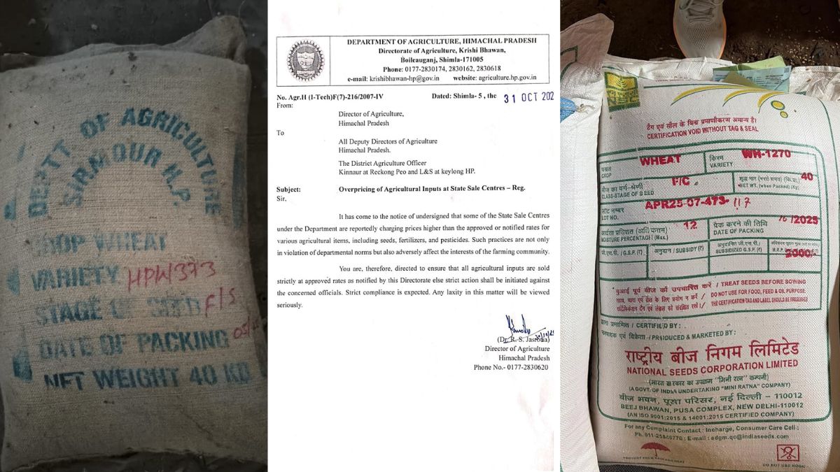 himachal pradesh wheat seed rate different in agriculture sale center kangra mandi hamirpur