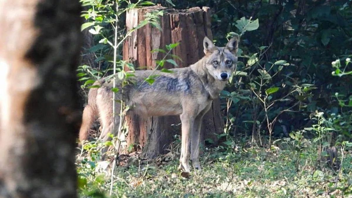 after 15 days another wolf attack in bahraich snatching a child from his courtyard pieces of flesh found in the field