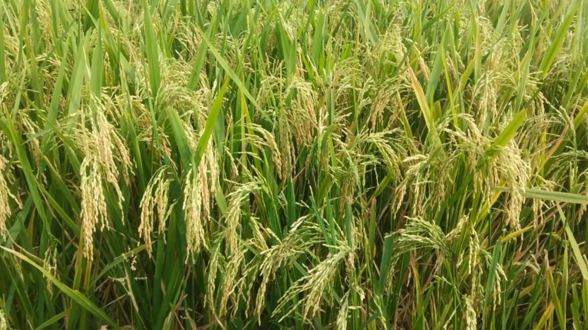 punjab paddy procurement harvest nears end purchase may miss target