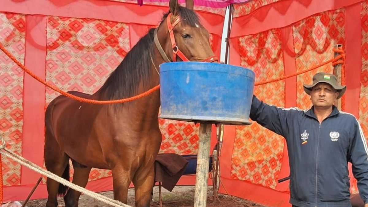 marwari horse at ganga mela 67inch stallion priced at 31 million inr