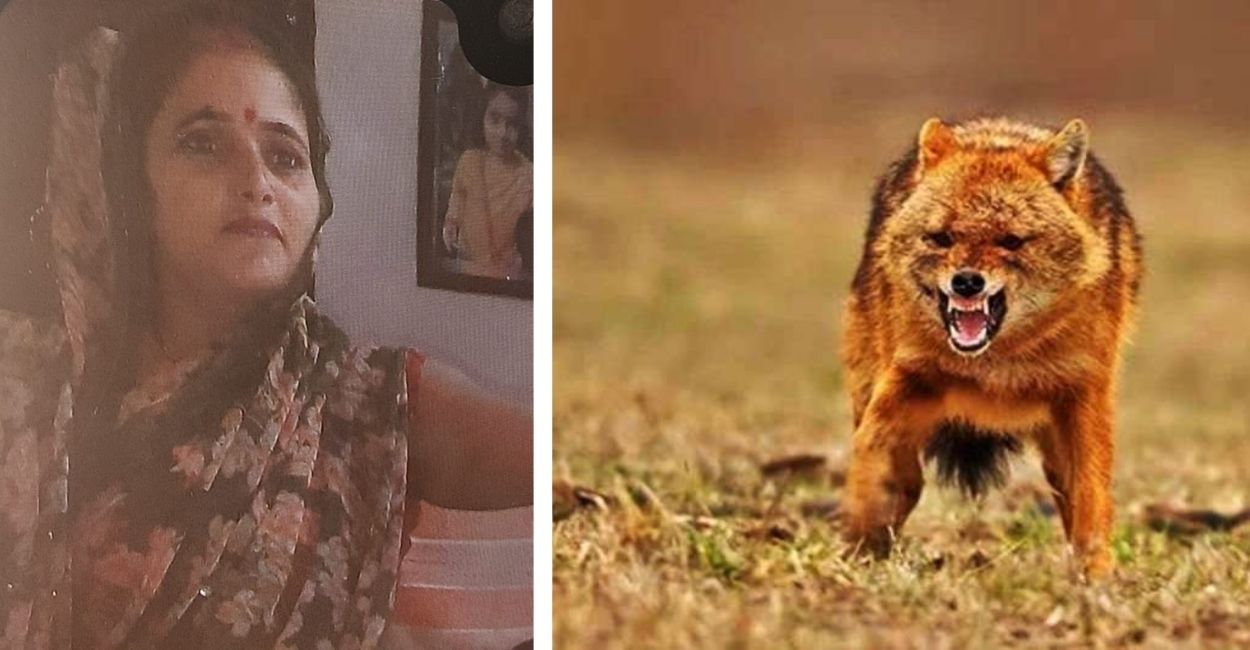 orai accident woman dies after jackal appears in front of bike