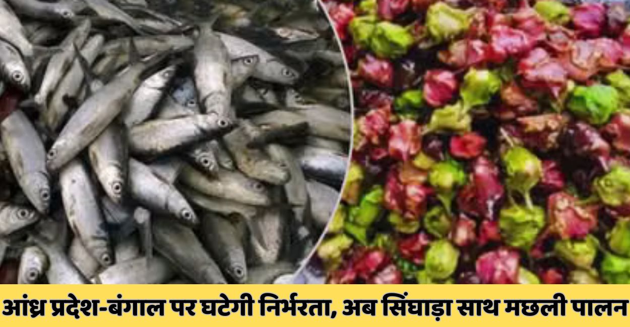 kanpur agriculture news integrated fish farming with singhara cultivation to boost local production