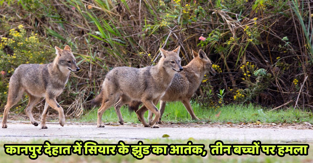 kanpur dehat jackal attack on three children creates panic