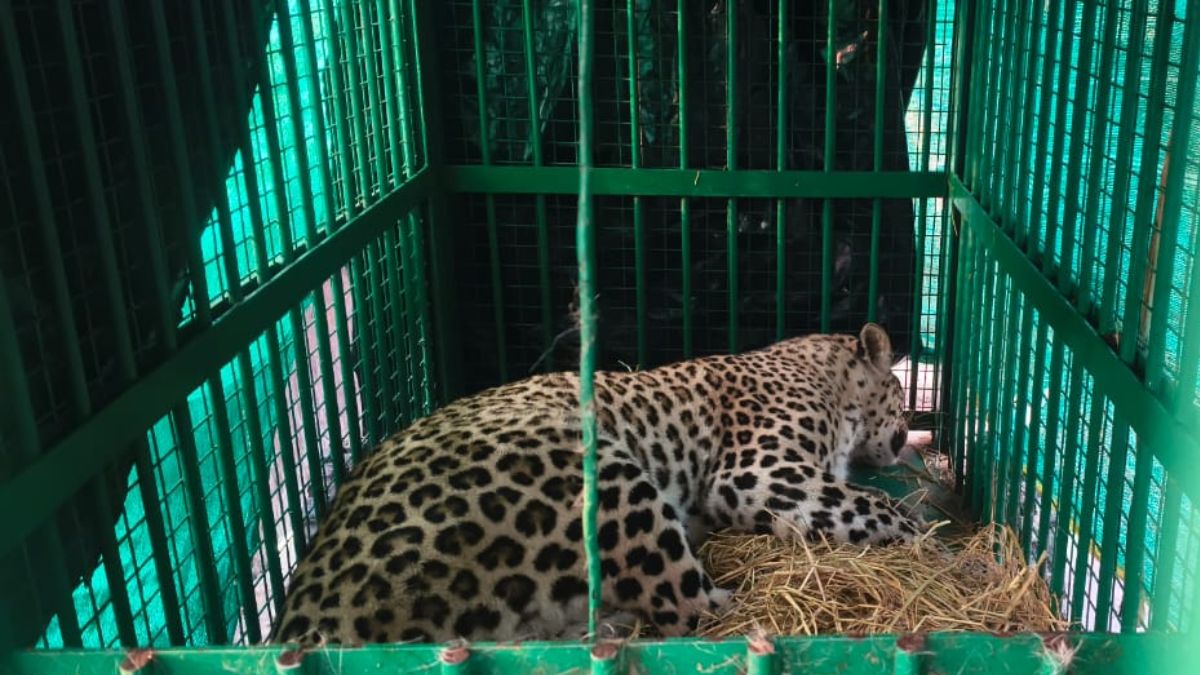lakhimpur kheri news female leopard trapped in cage two cubs are missing