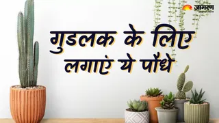 Plants Vastu Tips in hindi (Picture Credit: Freepik)
