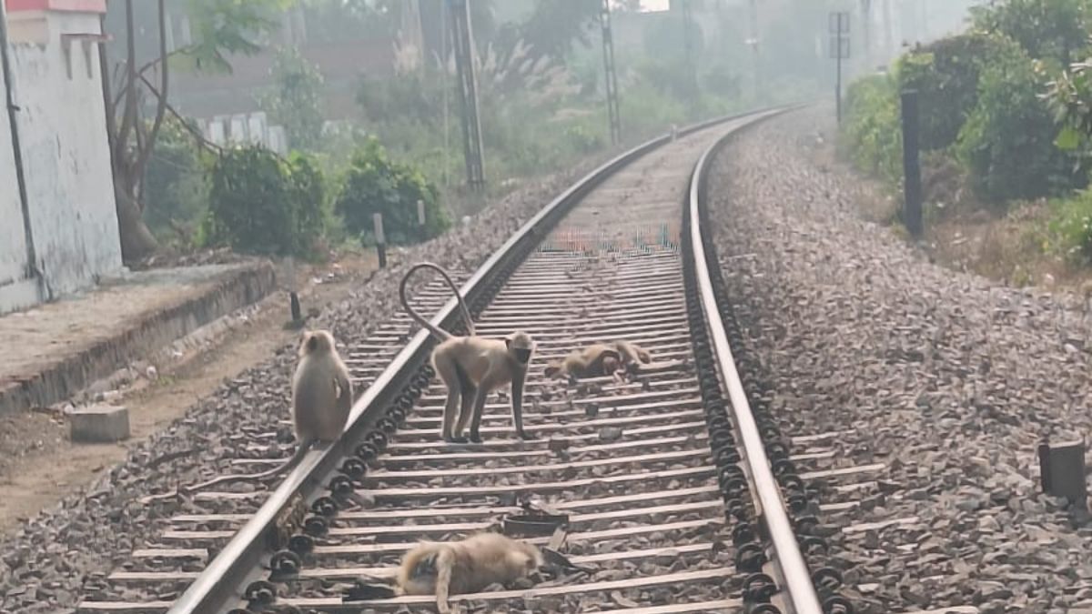 five monkeys killed by train in shivrajpur kanpur news
