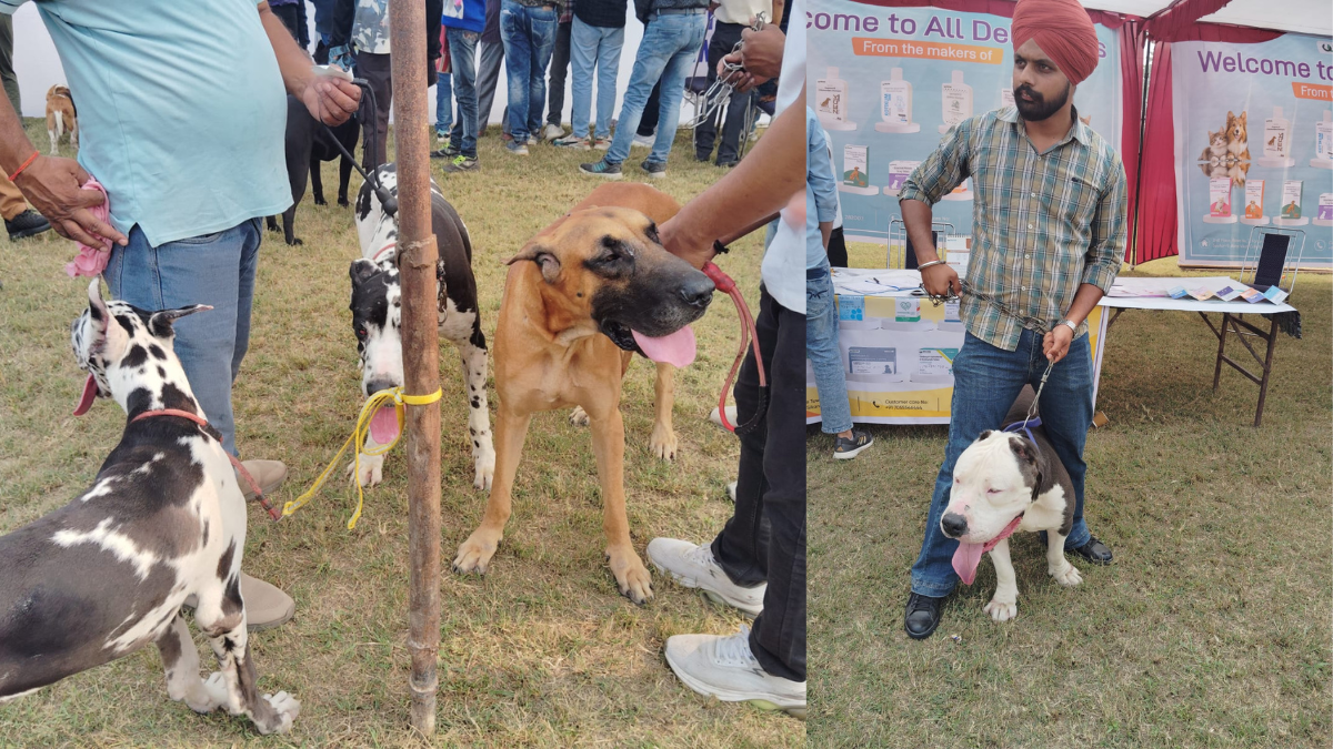 national dog show in bareilly labrador and doberman shine