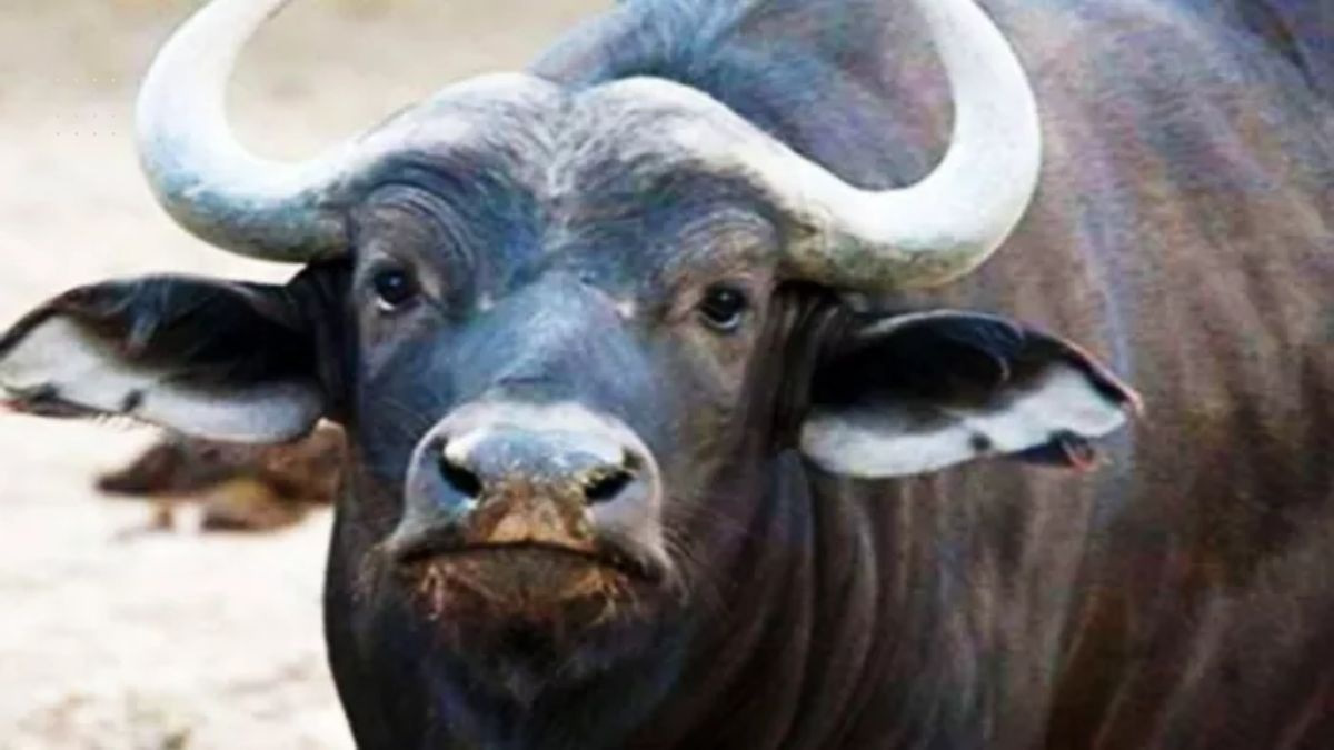 siddharthnagar short circuit fire kills three buffaloes