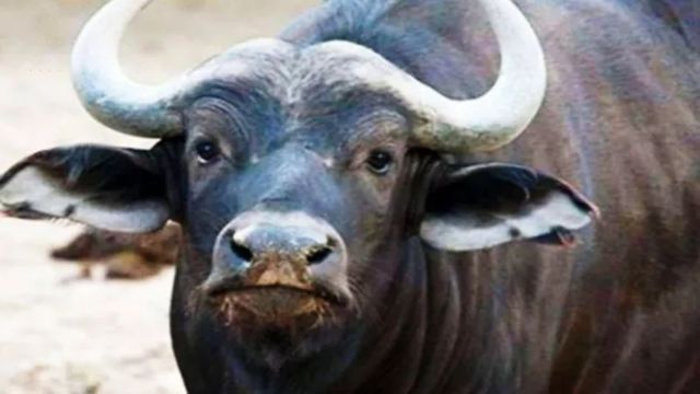 सिद्धार्थनगर में शॉर्ट सर्किट से लगी आग, घारी में दम घुटने से तीन भैंसों की मौत
