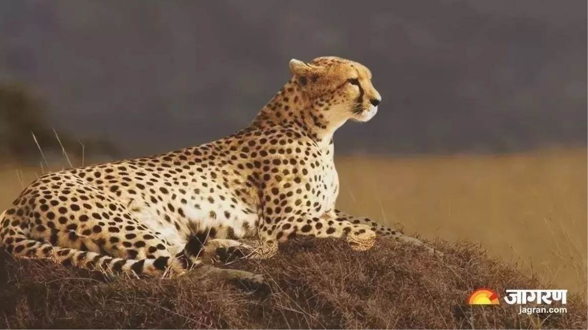 cheetahs to arrive in india from botswana quarantined at kuno national park