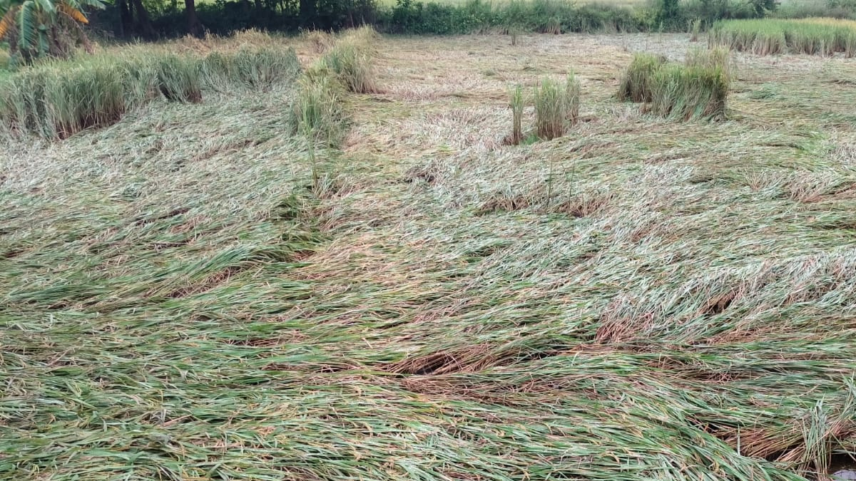 bihar farmers devastated as rain ruins paddy crop