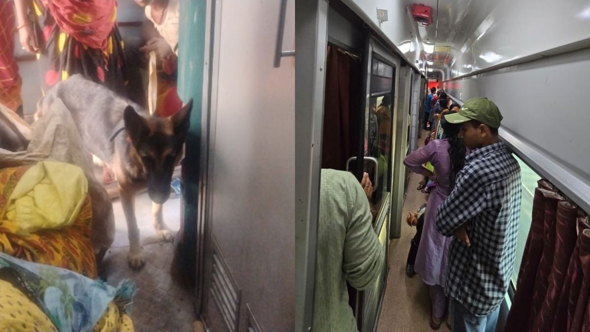 railway news train travel chaos dogs cats leaks and overcrowding