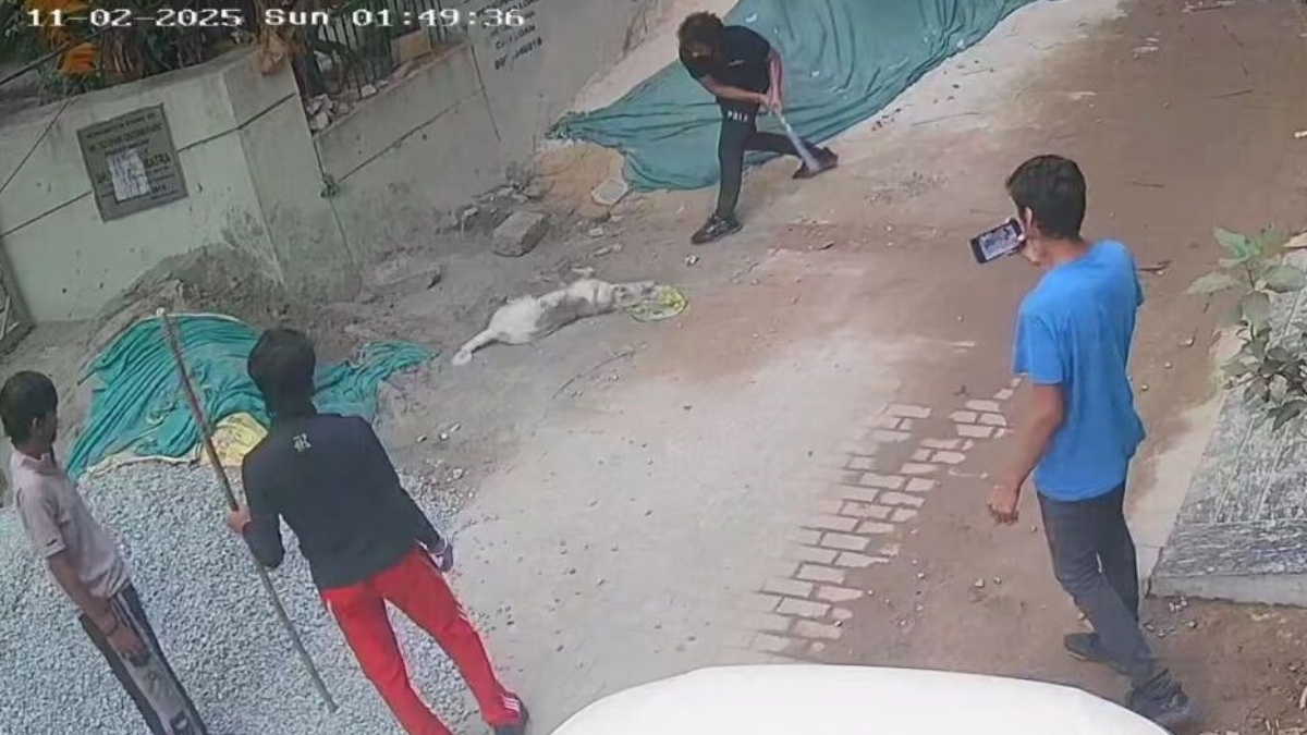 gurugram street dog beaten to death body taken away