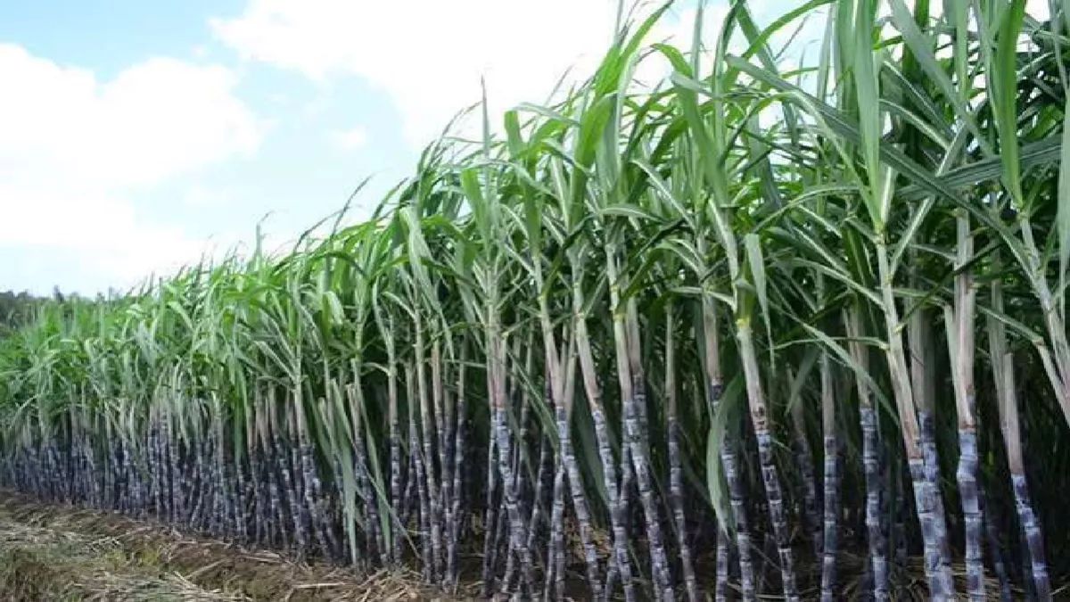 devipatan mandal sugar mills sugarcane crushing start date and purchase centers