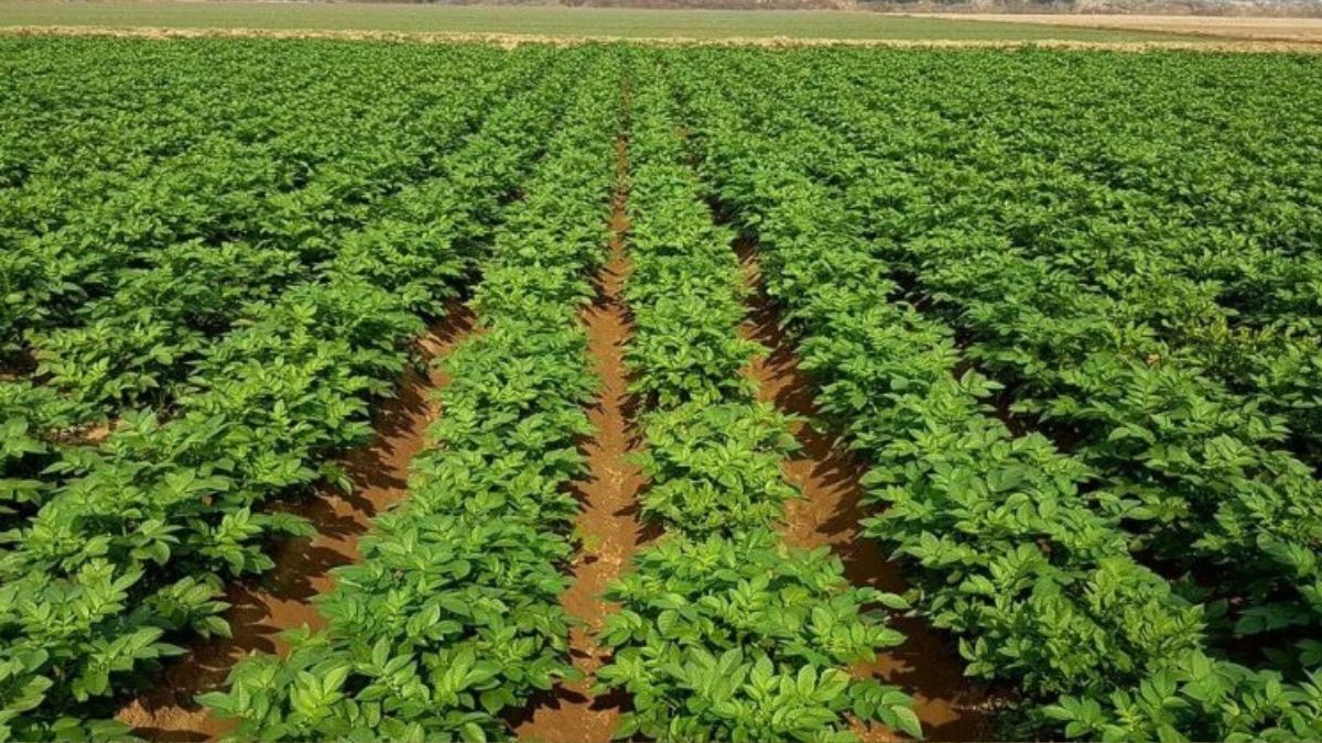 identify real vs fake fertilizer agriculture department training