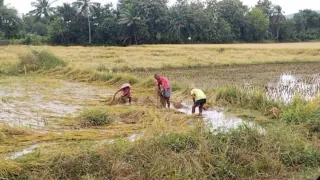 राज्य में अतिवृष्टि से फसलों को हुए नुकसान ।