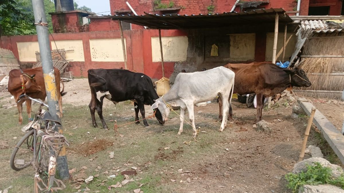 sonpur mela 2025 declining cattle trade despite free market