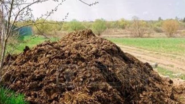 up govt initiative farmers to get cow dung manure for stubble